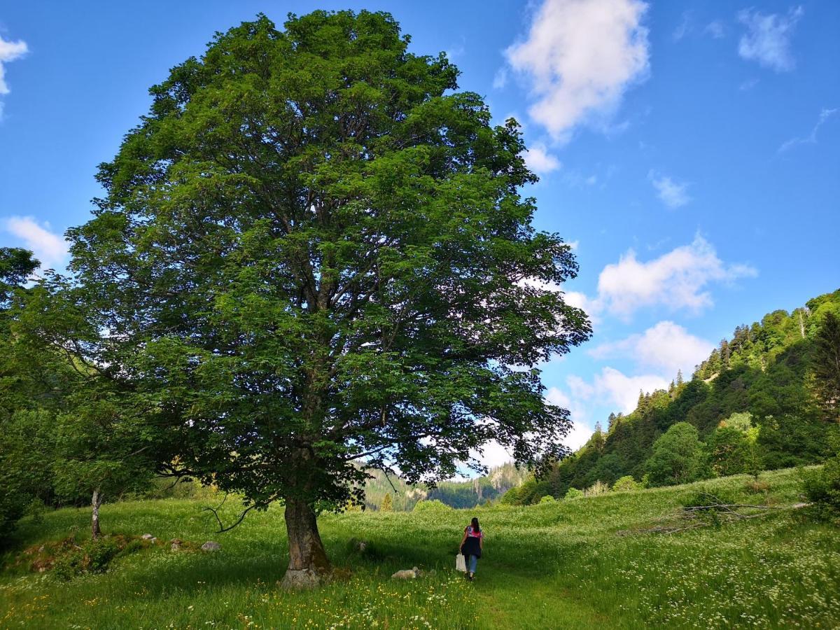 B1 Albmatte-Fewo Sauna, Hallenbad Aussenbecken Massagen Nebenan Menzenschwand-Hinterdorf Kültér fotó